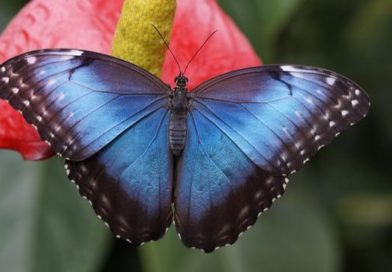 Mavi Kelebekler Deneme Yayınlarına Başladı