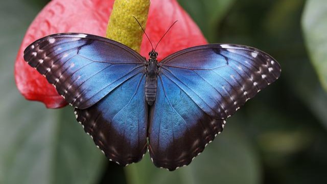 Mavi Kelebekler Deneme Yayınlarına Başladı